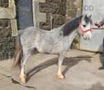 Cookie, Welsh Section A Yearling Colt