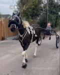 15hh Driving Mare