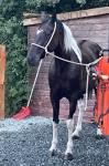 15hh Driving Mare