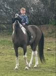 15hh Driving Mare