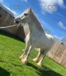 12hh Connemara X Riding Mare