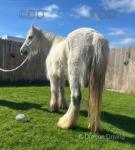 12hh Connemara X Riding Mare