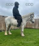 12hh Connemara X Riding Mare