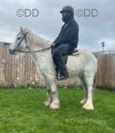 12hh Connemara X Riding Mare