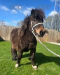 8hh Shetland Riding Gelding