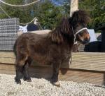 8hh Shetland Riding Gelding