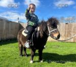 8hh Shetland Riding Gelding