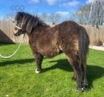 8hh Shetland Riding Gelding