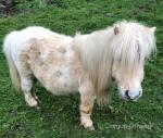 Littlefort Toytown, 7hh Shetland Stallion