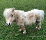 Littlefort Toytown, 7hh Shetland Stallion