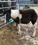 Button, Dartmoor Colt Foal 