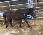 Meldon, Colt Foal 