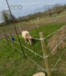 Shetland Yearling Colt