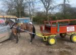 14.1hh Driving Gelding
