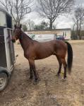 14.1hh Driving Gelding