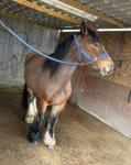 14.3hh Ride & Drive Mare
