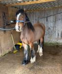 14.3hh Ride & Drive Mare