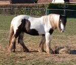 13.2hh Riding Gelding