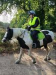 13.2hh Riding Gelding