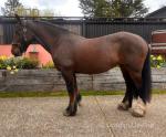 14.2hh Mare