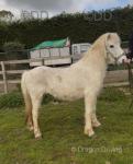 Snowy, 11.2hh Ride & Drive Gelding
