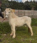 Snowy, 11.2hh Ride & Drive Gelding