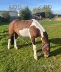 14hh Driving Gelding
