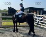 14.2hh Riding Gelding