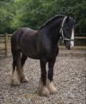 Bill, 12.2hh Riding Gelding