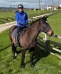 Mabel, 15.2hh Riding Mare