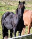 2 Year Old Friesian Colt