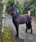 2 Year Old Friesian Colt