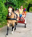 Golden Phoenix, 12.2hh Welsh Section C Ride & Drive Mare