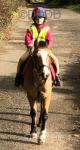Golden Phoenix, 12.2hh Welsh Section C Ride & Drive Mare