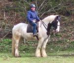 Paddy, 16hh Riding Gelding