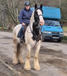 Paddy, 16hh Riding Gelding