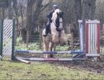 Paddy, 16hh Riding Gelding