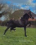 15hh Hackney Driving Mare