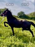 15hh Hackney Driving Mare