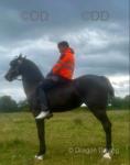 15hh Hackney Driving Mare