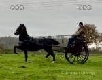 15hh Hackney Driving Mare