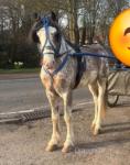 14.2hh Ride and Drive Stallion