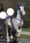 14.2hh Ride and Drive Stallion