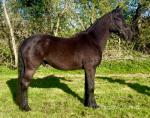 3 Year Old Friesian x Gelding 