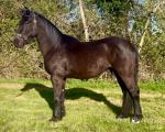 3 Year Old Friesian x Gelding 