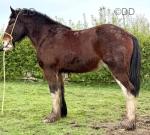 Alderley Olive, 3 Year Old Shire Filly