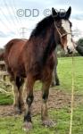 Alderley Olive, 3 Year Old Shire Filly
