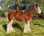 2 Year Old Clydesdale x Gelding