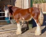 2 Year Old Clydesdale x Gelding