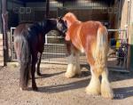 2 Year Old Clydesdale x Gelding